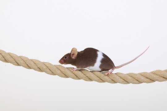 Fancy Mouse balancing on a rope, a domesticated form of the House Mouse (Mus musculus)