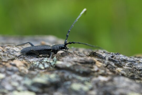 Beechbuck, beech spike, cerambycidae, cerambyx scopolii, small oakbuck, wrinkled buck, scopolis longhorn beetle, beetle, capricorn beetle, coleoptera, insects, beetles