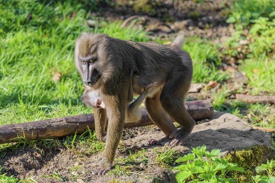 An adult female mandrill (Mandrillus leucophaeus) walks between rocks and tree trunks across the green forest floor carrying her baby