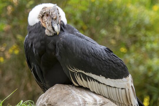 Andean condor (Vultur gryphus), Condor male perched on a rock, Cotopaxi national park, Cotopaxi, Napo and Pichincha provinces, Ecuador, South America