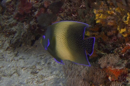 Emperor angelfish with blue fins, Koran angelfish (Pomacanthus semicirculatus), swimming near colourful corals, dive site SD, Nusa Ceningan, Nusa Penida, Bali, Indonesia