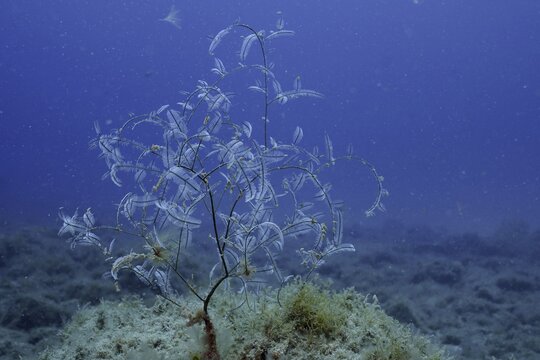 Philippine fern (Macrorhynchia philippina), cnidarian, El Cabron marine reserve dive site, Arinaga, Gran Canaria, Spain, Atlantic Ocean