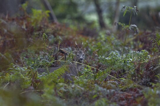 Photographing roe deer in the forest is difficult, to my delight I was able to outwit this roebuck (Capreolus capreolus) in the pouring rain in a thicket of bracken, autumn weather, October, Germany