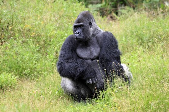 Western gorilla (Gorilla gorilla), adult, male, silverback, sitting on the ground