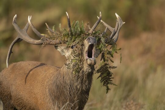 Red deer (Cervus elaphus) adult male stag roaring during the rutting season, Surrey, England, United Kingdom