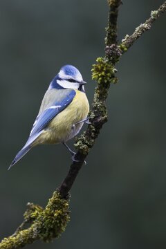Blue tit (Parus caeruleus), Emsland, Lower Saxony, Germany