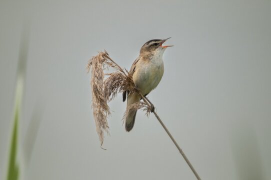 Acrocephalus Schoenobaenus, Sedge Warbler, Birds, Song, Passeri, Singing, Songbirds, Birds, Warbler