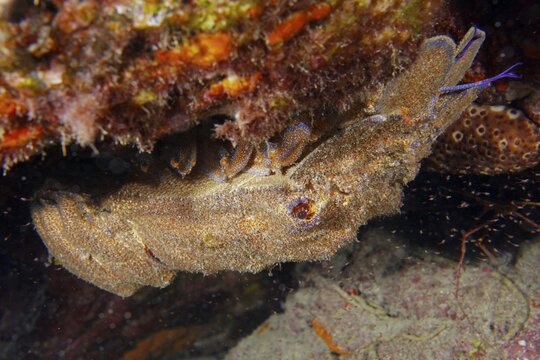 The Mediterranean slipper lobster (Scyllarides latus) under some rocks, surrounded by seaweed. Dive site: Punta Negra, Las Galletas, Tenerife, Canary Islands, Spain