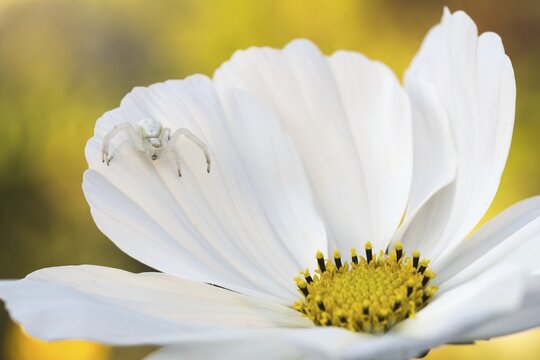 Goldenrod crab spider ( Misumena vatia) in waiting for the flower of Cosmea( Cosmos bipinnatus) , Hesse, Germany