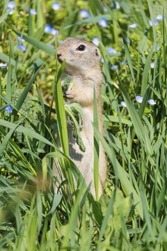 A fully grown European ground squirrel (Spermophilus citellus) eats leaves and flowers in a green meadow with tall vegetation on a sunny day. Austria