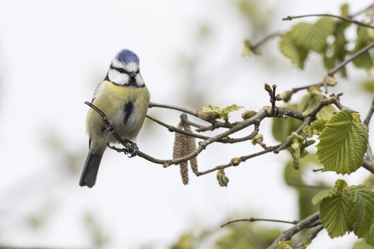 Blue tit (Parus caeruleus) sitting on hazelnut branch, Hesse, Germany