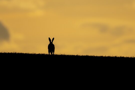 European brown hare (Lepus europaeus) adult animal running in a farmland cereal crop at sunset, England, United Kingdom