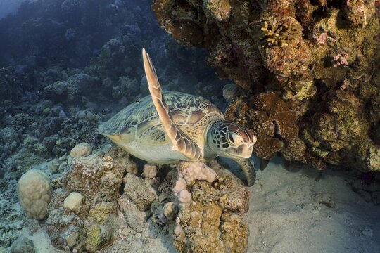 Green turtle (Chelonia mydas), Ras Mohammed National Park dive site, Sinai, Egypt, Red Sea