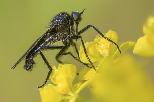 Empididae spec, dance fly spec, balloon flies, dagger flies, diptera, insects, two-winged birds