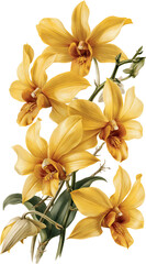 Fototapeta premium Slender gold orchid spray with sparse blooms