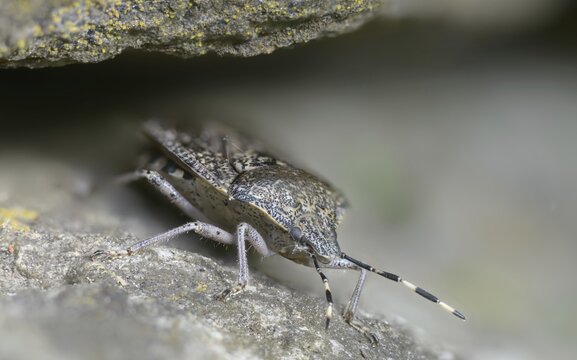 Field bug, gray garden bug, raphigaster nebulosa, bug, tree bug, insects, mottled shield bug