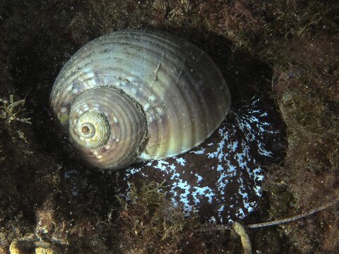 Tonna galea is a large barrel snail with a spiral structure on a dark seabed, dive site: El Cabron Marine Reserve, Arinaga, Gran Canaria, Spain, Europe, Atlantic Ocean
