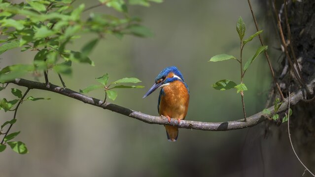Common kingfisher (Alcedo atthis), male on his natural perch, Danube floodplain, Baden-W&uuml;rttemberg, Germany