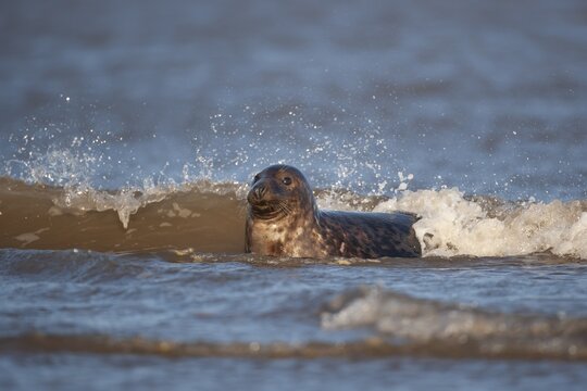 Grey (Halichoerus grypus) seal adult with a wave breaking over it in the sea, Lincolnshire, England, United Kingdom