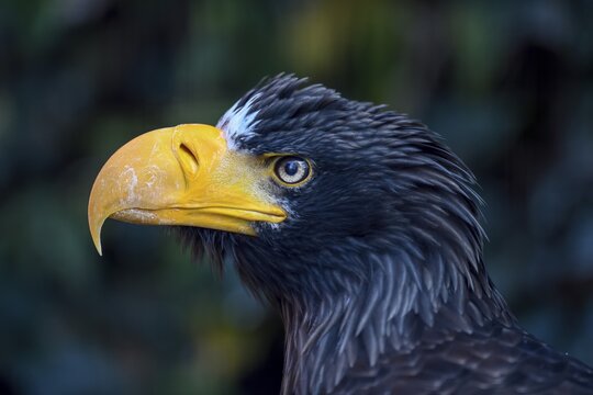 Steller's sea eagle (Haliaeetus pelagicus), animal portrait, occurrence Russia, captive, Bavaria, Germany