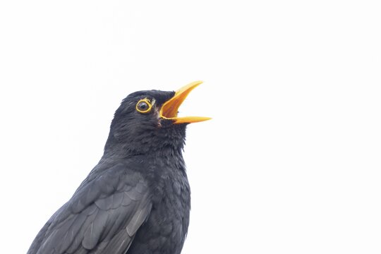 Eurasian blackbird (Turdus merula) adult male bird singing, England, United Kingdom