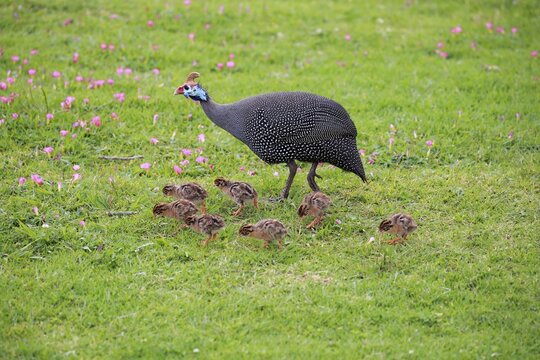 Helmeted guineafowl (Numida meleagris), adult, young animals, chicks, alert, walking, Kirstenbosch Botanical Garden, Cape Town, South Africa