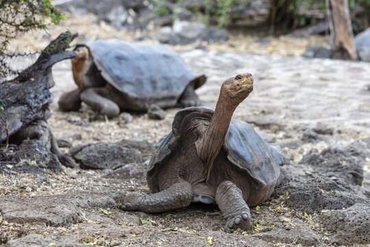 Giant tortoise (Chelonoidis nigra), Santa Cruz, Galapagos, Ecuador