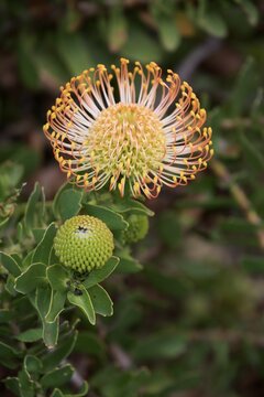 Pincuspid Protea, (Protea Leucospermum cordifolium), flower, flowering, silver tree plant, Kirstenbosch Botanical Garden, Cape Town, South Africa