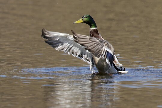 Mallard (Anas platyrhynchos) flapping its wings on a lake, Germany