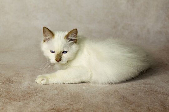Purebred cat, Sacred Burmese, young male cat, Cinnamon-point