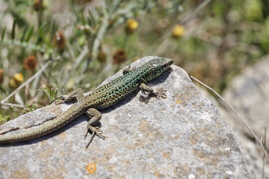 Lizard (Podarcis spec.), Greece