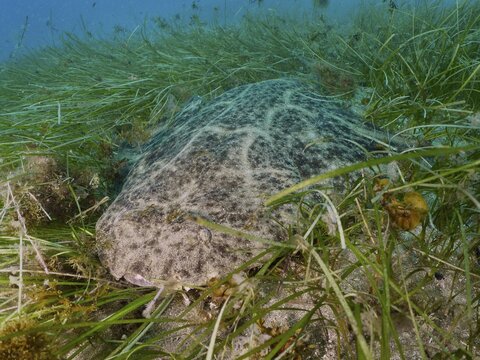An angel shark (Squatina squatina) is hidden amongst the seagrass, knotted seagrass (Cymodocea nodosa), on the ocean floor, at the El Cabron Marine Reserve dive site, Arinaga, Gran Canaria, Spain, Europe, Atlantic Ocean