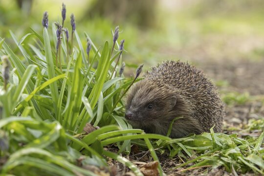 European hedgehog (Erinaceus europaeus) adult animal walking passed flowering Bluebells in a garden in the spring, England, United Kingdom