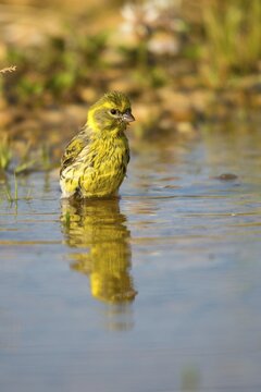 European Serin, serine, serinus serinus, bath, bird bath, birds, high size, portrait format, passeri, songbirds, potions, birdbath, birds, watering place