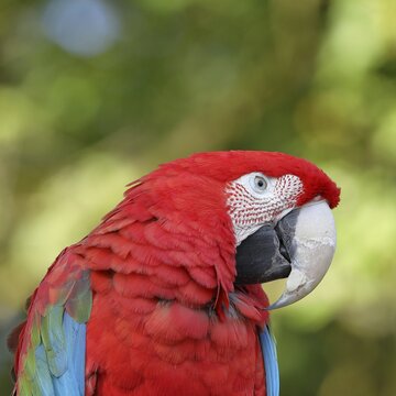 Red-and-green macaw (Ara chloroptera), animal portrait, captive, Hesse, Germany