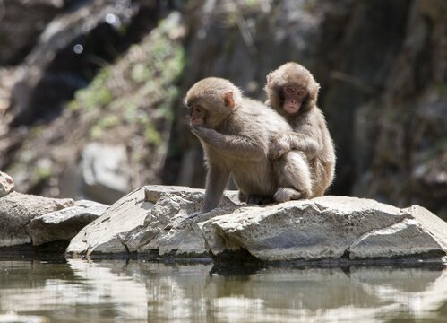 Japanese macaque (Macaca fuscata), two kittens sitting by the water, Yamanouchi, Nagano Prefecture, Honshu Island, Japan