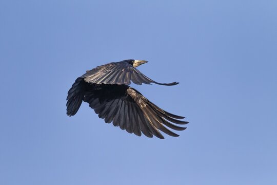 Rooks (Corvus frugilegus) also bring nest material to the nest during breeding, breeding colony, flight photo, Germany