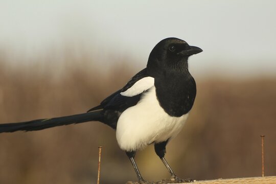 Magpie (Pica pica), Allg&auml;u, Bavaria, Germany