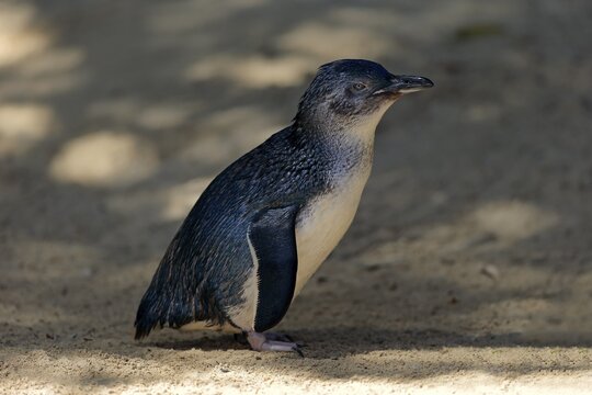 Little penguin (Eudyptula minor), adult, on the beach, Kangaroo Island, South Australia, Australia