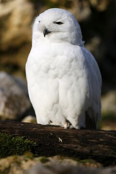 Snowy owl (Bubo scandiacus), animal portrait, captive