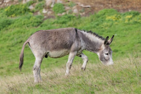 A male grey domestic donkey (Equus asinus) grazes in a green paddock
