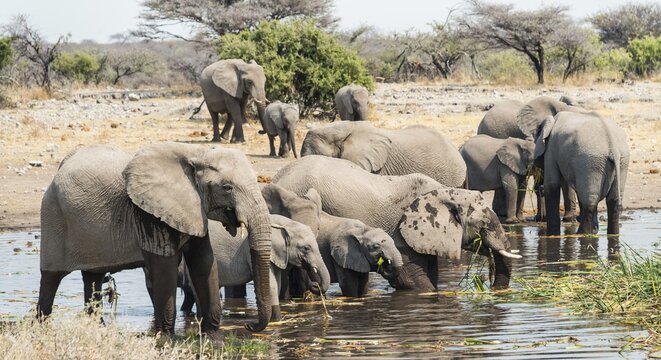 Herd of African Bush Elephants (Loxodonta africana) standing in the water while drinking, Koinachas Waterhole, Etosha National Park, Namibia