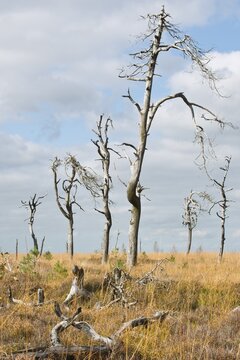 Dead pines in a bog (Pinus sylvestris), High Fens, Belgium