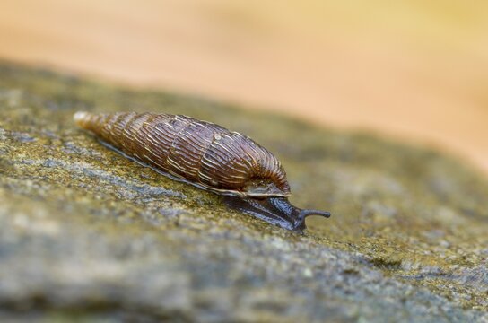 Bulbous sphincous snail, macrogastra ventricosa, sphincous snail, gastropod, mollusca, snails, molluscs