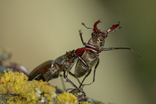 Thundergugi, firecracker, stag beetle, hornschr&ouml;ter, Lucanus cervus, Schr&ouml;ter, Beetle, Coleoptera, fight, insects, fight, beetle, male, stag beetle