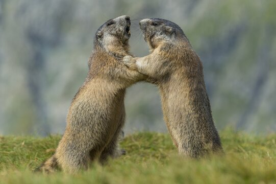 Marmots (Marmota marmota) in the Alps, fight, play, portrait, Hohe Tauern National Park, Austria