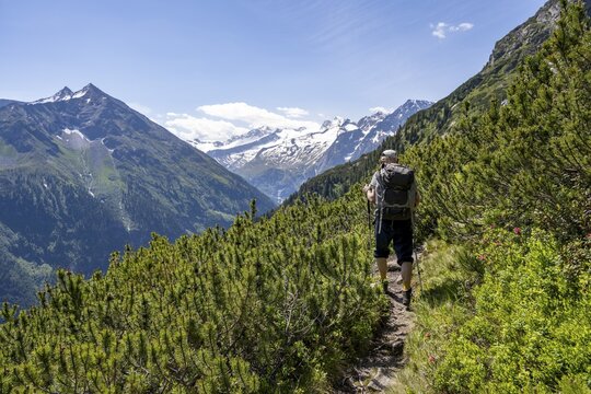 Mountaineer on hiking trail between mountain pines, Berliner H&ouml;henweg, summit Gro&szlig;er M&ouml;seler and Turnerkamp, Zillertal Alps, Tyrol, Austria