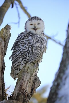 Snowy owl (Nyctea scandiaca), adult, closes one eye, calling, on tree trunk, in winter, Bohemian Forest, Czech Republic