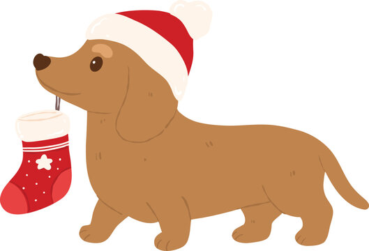 Playful brown dachshund dog wearing a Santa hat and carrying a red winter Christmas stocking in its mouth
