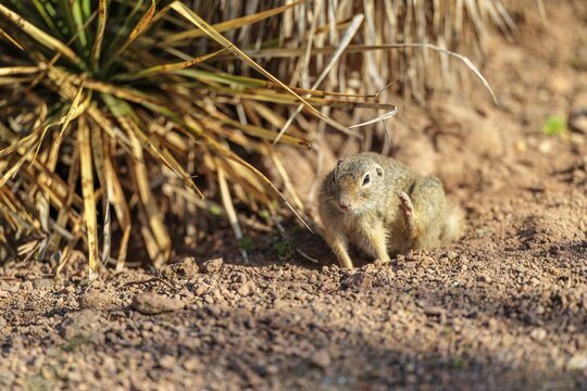 An adult European ground squirrel (Spermophilus citellus) sits on dry soil and scratches itself with its hind leg. Austria